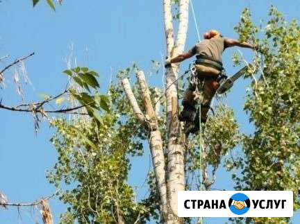 Спецтехника, с пил деревьев/вывоз/слом/уборка Шебекино - изображение 1