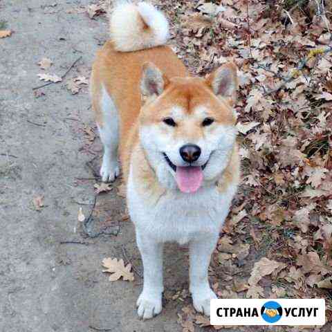 Кобель Сиба Ину (Шиба) на вязку Белгород