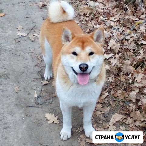 Кобель Сиба Ину (Шиба) на вязку Белгород - изображение 1