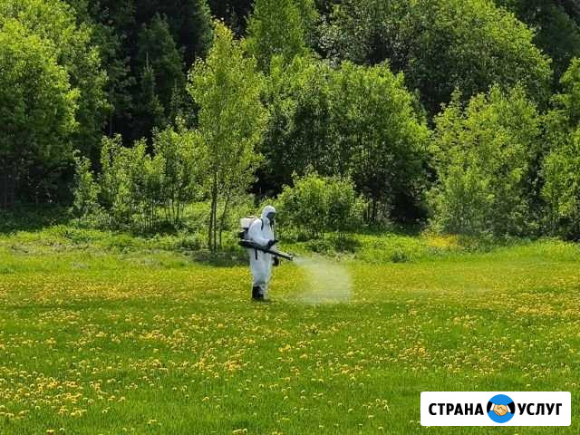 Уничтожение клещей Новокузнецк - изображение 1