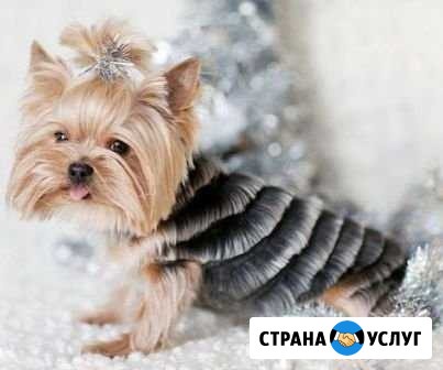 Стрижка домашних животных Энгельс - изображение 1