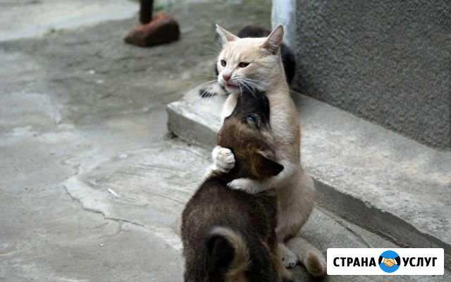 Друг на час Евпатория - изображение 1