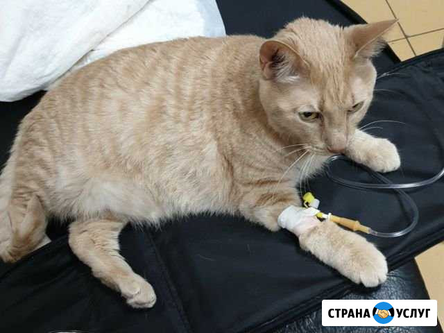Посидеть с котом Брянск - изображение 1