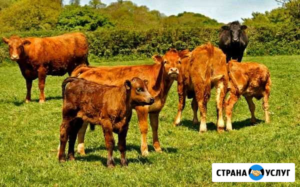Питание Пролетарий - изображение 1