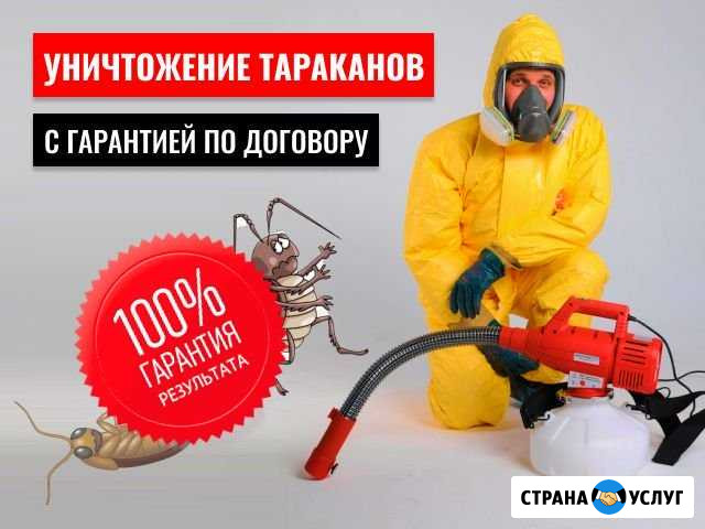 Уничтожение тараканов Тольятти - изображение 1