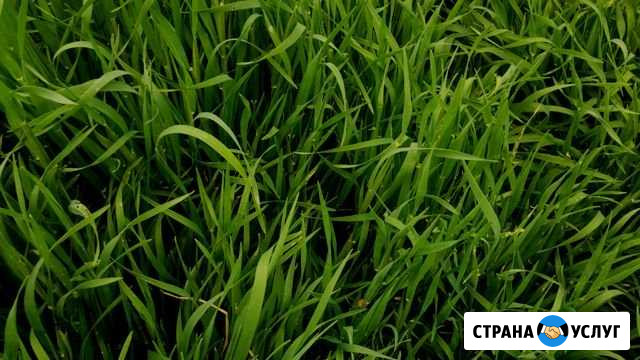 Уборка дворов, Вывоз мусора Калач-на-Дону - изображение 1
