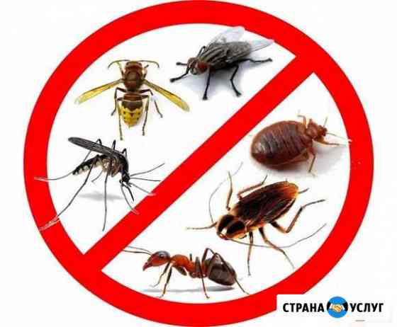 Бюро Санитарных Услуг. Уничтожение насекомых Великий Новгород