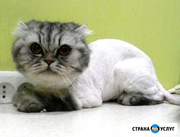 Грумер.Стрижка собак и кошек. Груминг животных. Ул Мурино - изображение 1