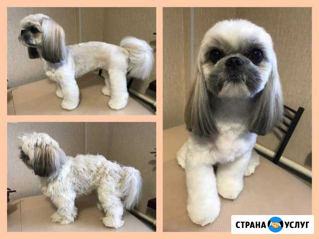 Стрижка собак и кошек, чистка зубов с выездом Липецк - изображение 1
