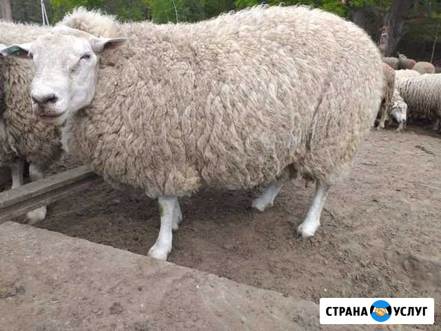 Стрижка овец.по.обл Михайловка - изображение 1