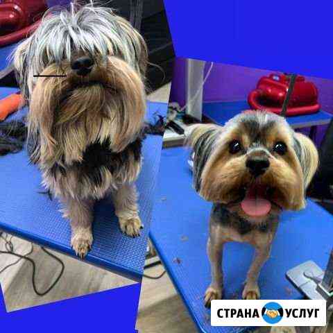 Грумер, стрижка кошек и собак Ухта