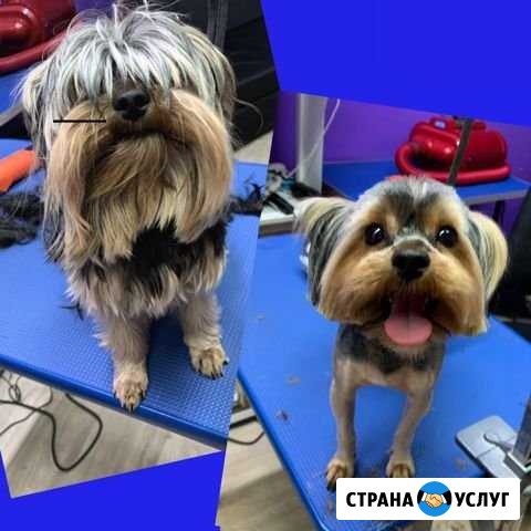 Грумер, стрижка кошек и собак Ухта - изображение 1