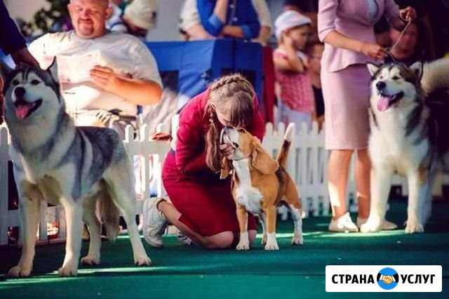 Услуги хендлера Ярославль - изображение 1