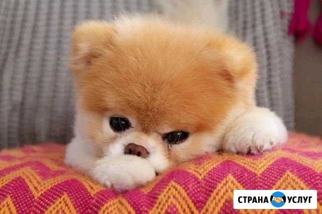Выгул собак Москва - изображение 1