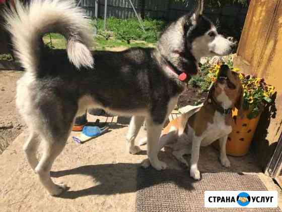 Передержка собак любых пород, дом Токсово Токсово