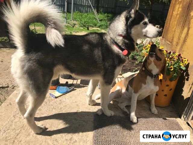 Передержка собак любых пород, дом Токсово Токсово - изображение 1