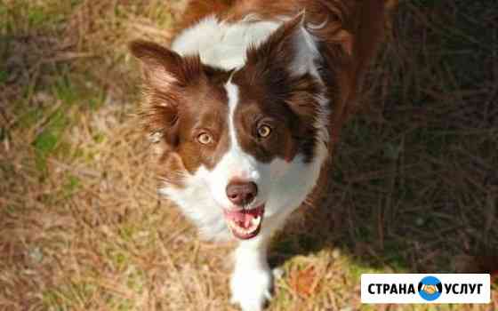 Выгул собаки Барнаул