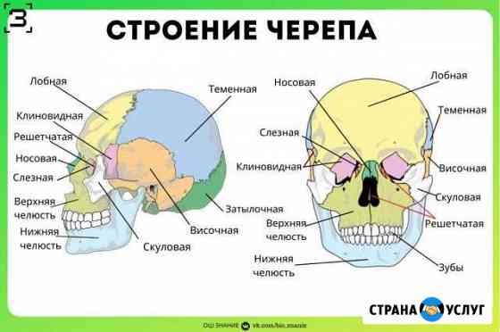 Репетитор по биологии Грозный