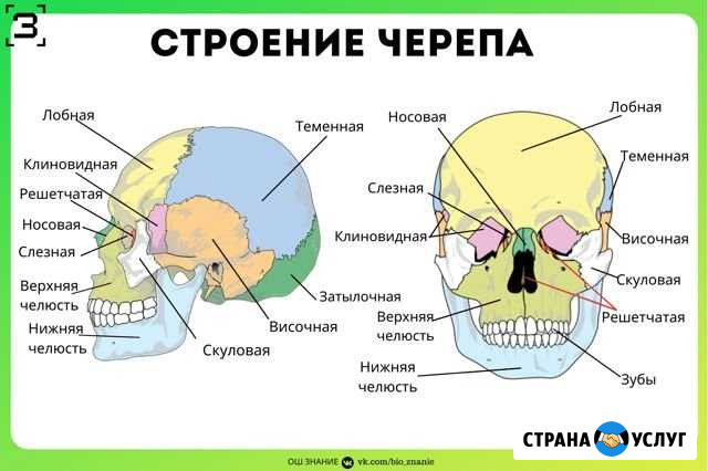 Репетитор по биологии Грозный - изображение 1