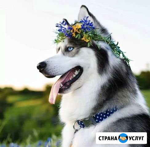 Выгул Сабака хаски и другие пароды Воротынец - изображение 1