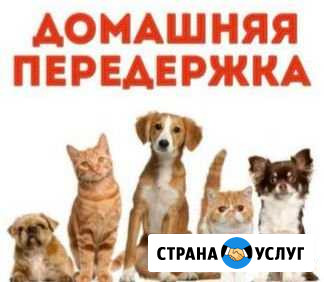 Передержка животных Воркута - изображение 1