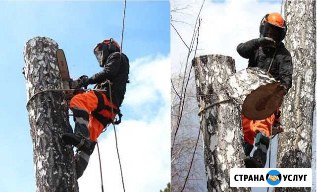 Спилить дерево частями, Спил и валка деревьев Златоуст - изображение 1