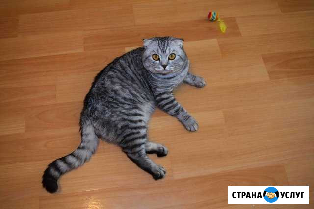 Вязка с шотландцем Хабаровск - изображение 1