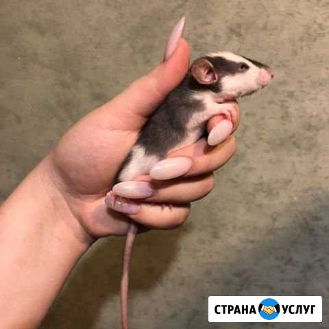 Передержка грызунов и птиц Орёл - изображение 1