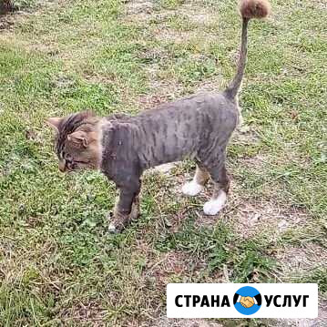 Стрижка собак и кошек Черняховск - изображение 1
