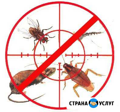 Уничтожение Тараканов,Клопов,Грызунов в Хабаровске Хабаровск - изображение 1