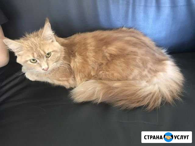 Скрещивание Мейн-кун Аксай - изображение 1