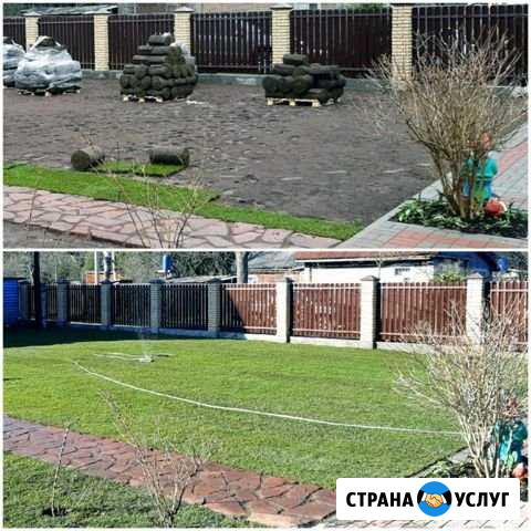 Газон рулонный, посевной газон Вырица - изображение 1