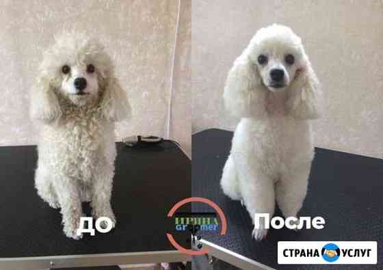 Стрижка собак Грумер в Ростове Ростов-на-Дону
