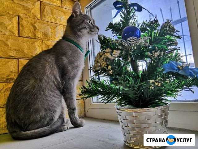 Передержка котов и кошек Псков - изображение 1