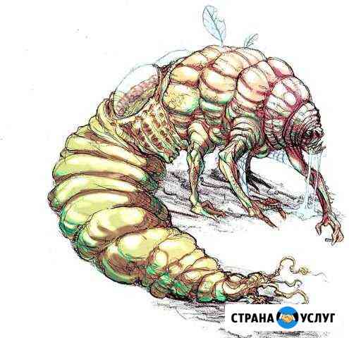 Уничтожение клопов, клещей, тараканов, короедов Ялта