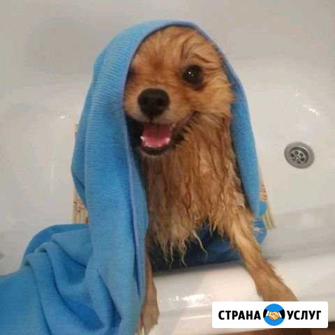 Стрижка собак и кошек Туапсе - изображение 1