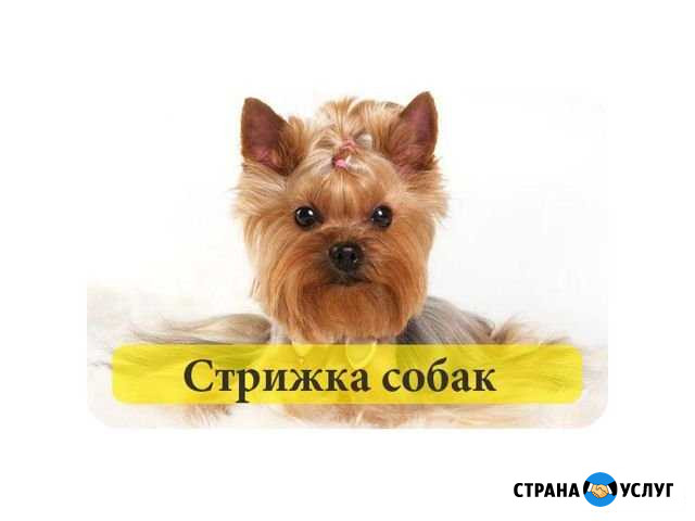 Груминг (стрижка ) собак разных пород Шуя - изображение 1