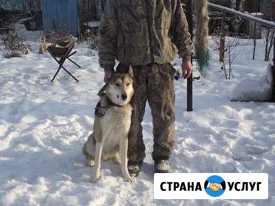 Вязка лайка западно-сибирская Касли - изображение 1