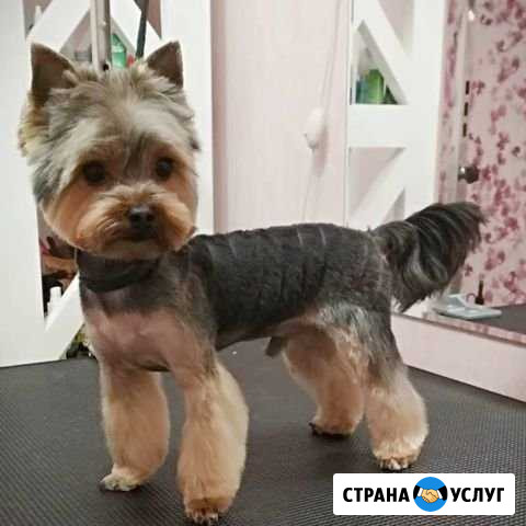 Стрижка собак и кошек в Шебекино Шебекино - изображение 1