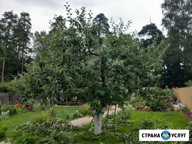 Обрезка плодовых. летняя обрезка плодовых Раменское - изображение 1