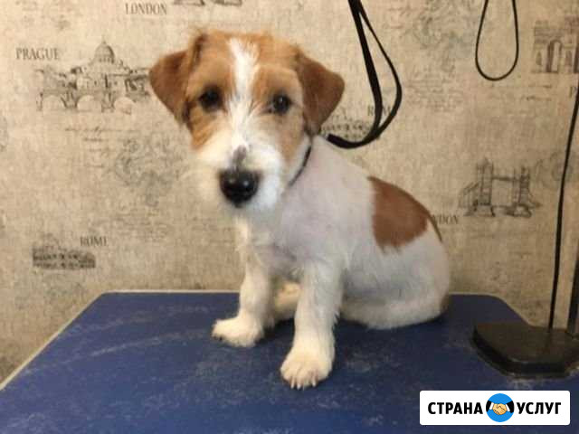 Стрижки собак и кошек Новосибирск - изображение 1