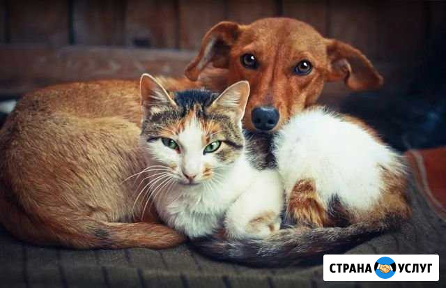 Гостиница для животных Ангарск - изображение 1