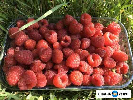Бесплатная доставка: Фруктов, Ягод, Овощей Ростов-на-Дону