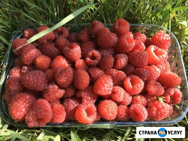 Бесплатная доставка: Фруктов, Ягод, Овощей Ростов-на-Дону - изображение 1