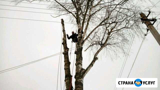 Спил опасных деревьев Череповец - изображение 1