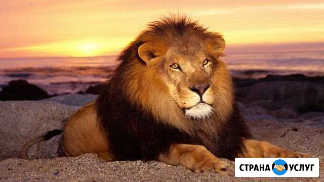 Ветеринарная клиника Львиное сердце Энгельс - изображение 1