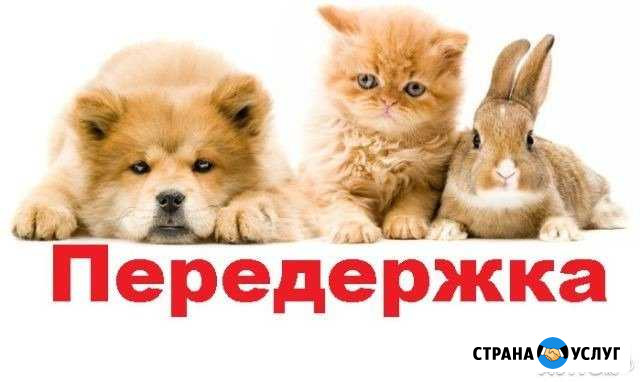 Передержка животных Ступино - изображение 1