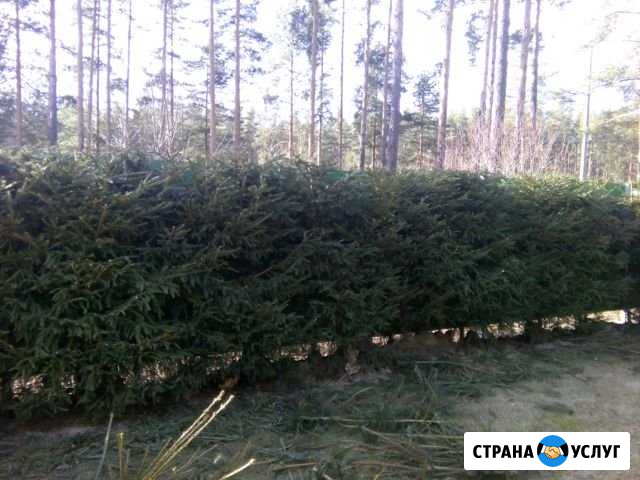 Уход за садом Всеволожск - изображение 1