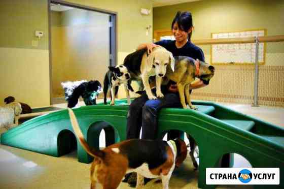 Передержка собак и кошек или выгул собак Казань