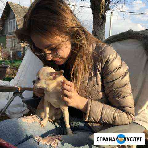Передержка животных Железнодорожный